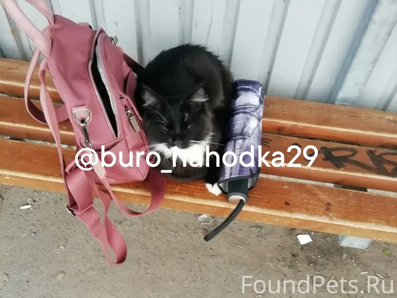 Найдена кошка, 21 л/з
