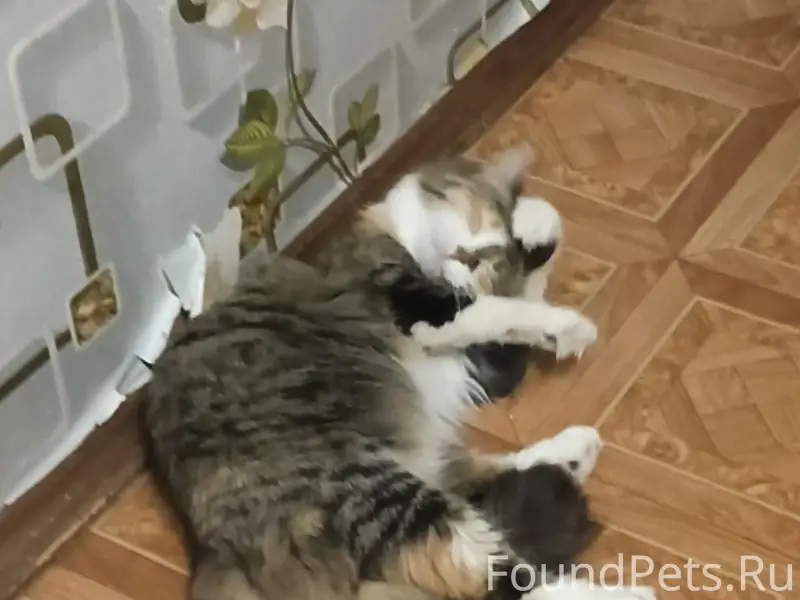 Пропала кошка Мия, Орехово-Зуево