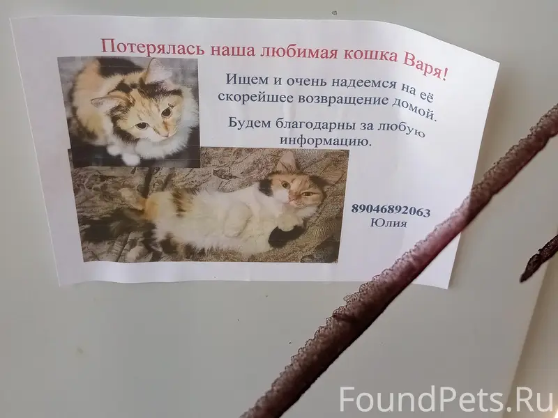 Пропала кошка, рынок девятого микрорайон