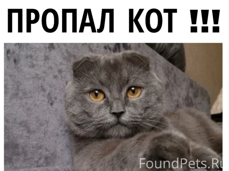 Пропал шотландский вислоухий кот Сева, район Рассвета