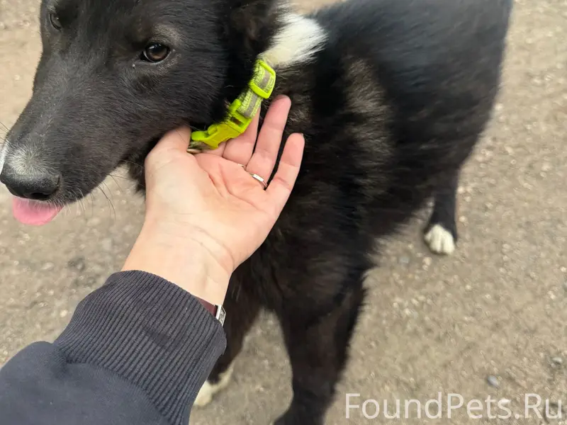 Найдена собака, похожа на лайку, СНТ Сынково
