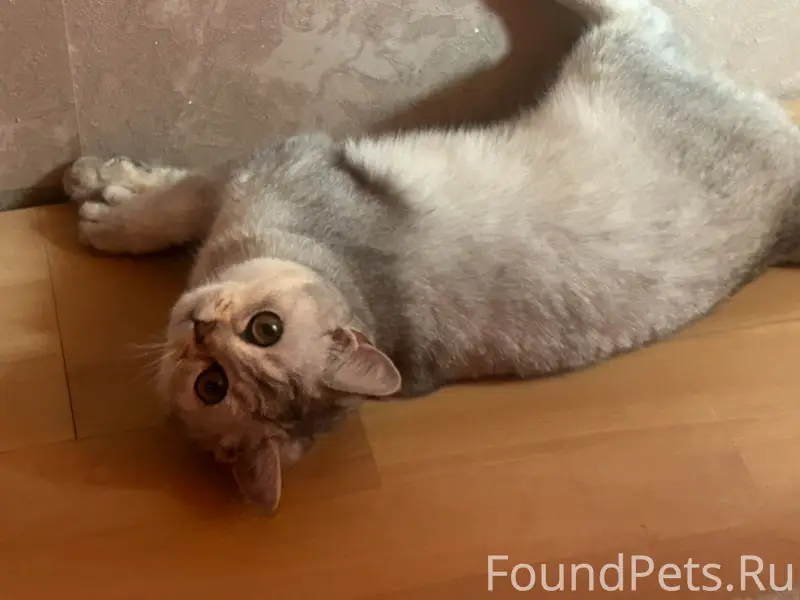 Пропала кошка, район Зои Космодемьянской