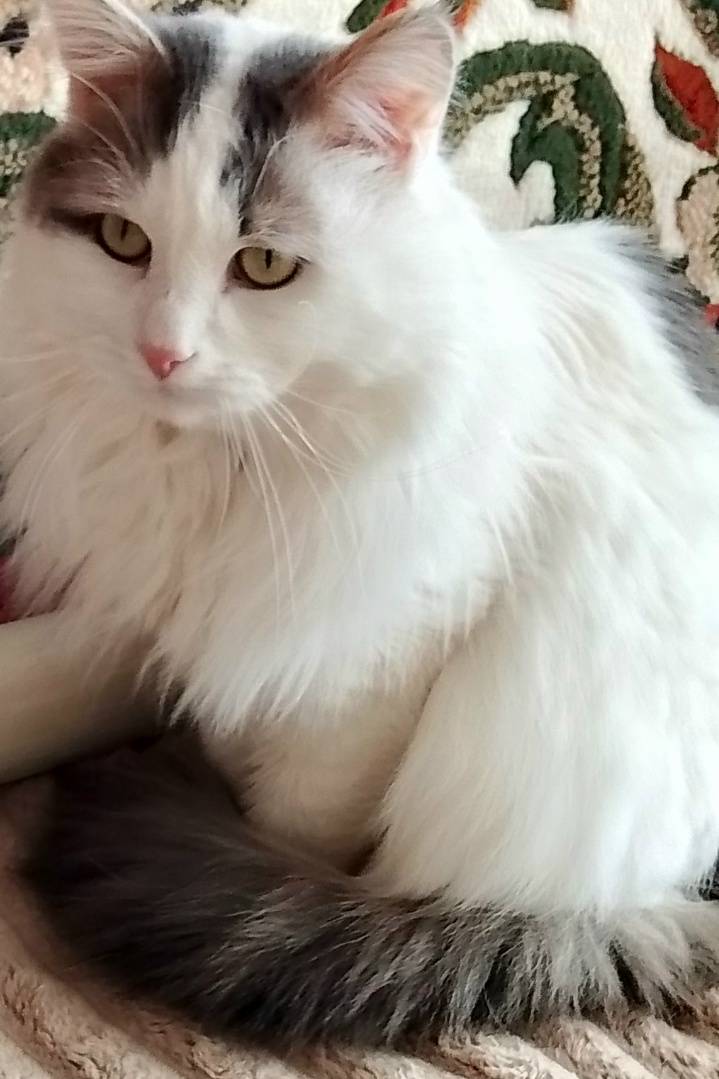 Пропал кот Стешик, ул. Льва Толстого