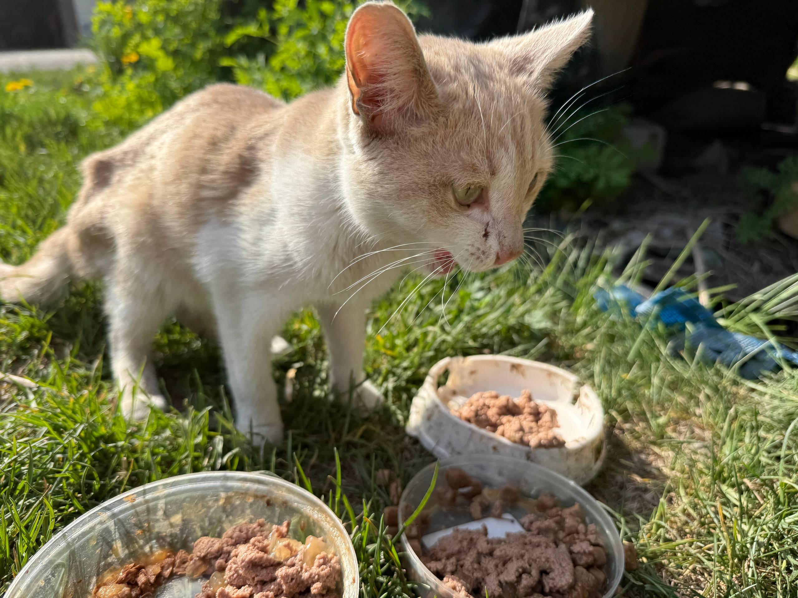 Найден котёнок девочка, Ленинский район