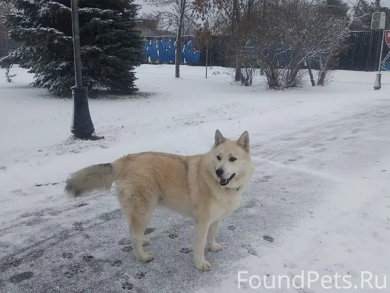 Пропала собака Чапа, район городского парка