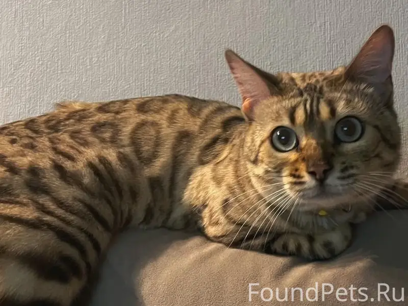 Пропала бенгальская кошка Тигра, Камбарка