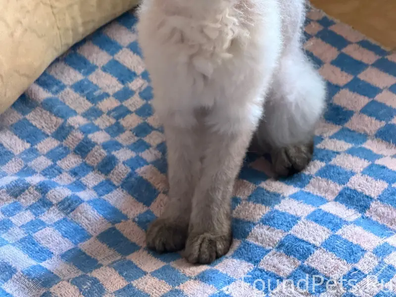 Найдена кошка сфинкс, нуждается в доме