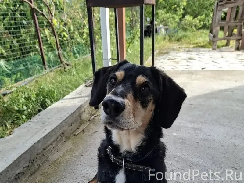 Пропал пёс Тор, Цемдолина