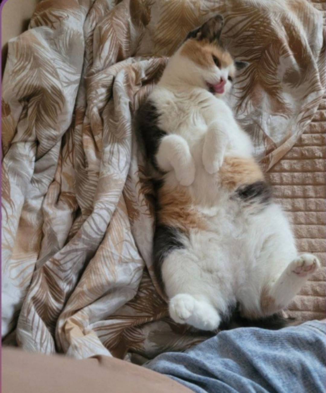 Пропала кошка, г. Ногинск