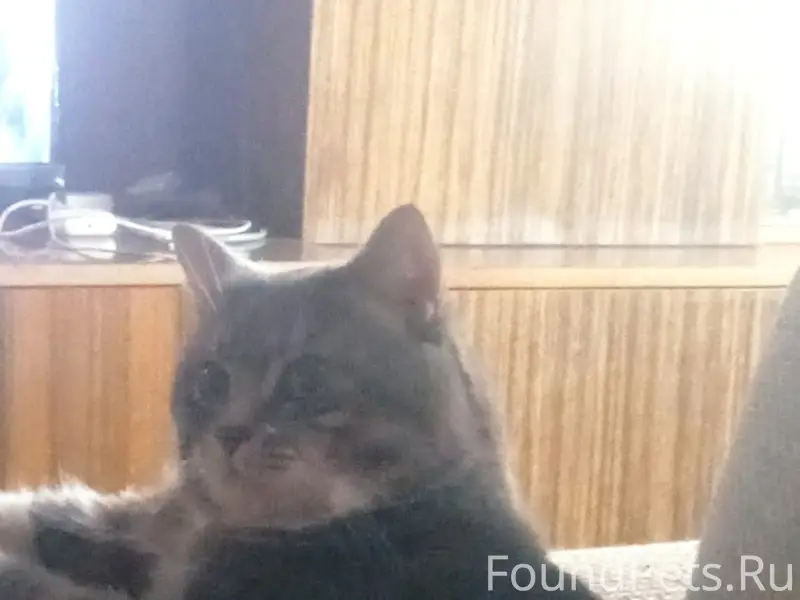 Пропал кот дымчатого окраса