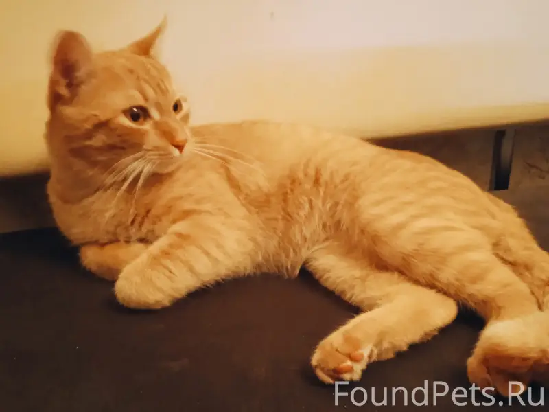 Найден кот, Экогород