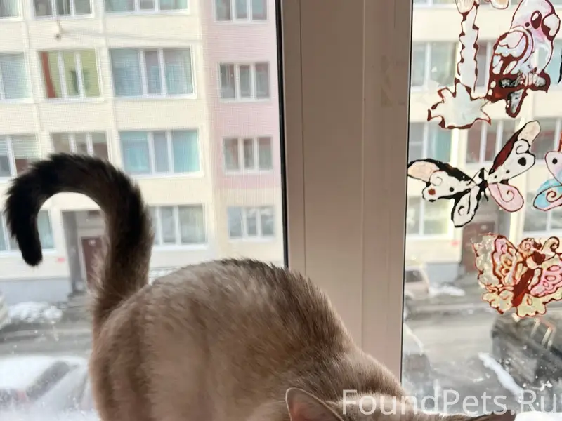 Пропала кошка. 27 мая убежала из дома ул. Ларина 6/7. Нашедшему гарантирую вознаграждение. 89140232835