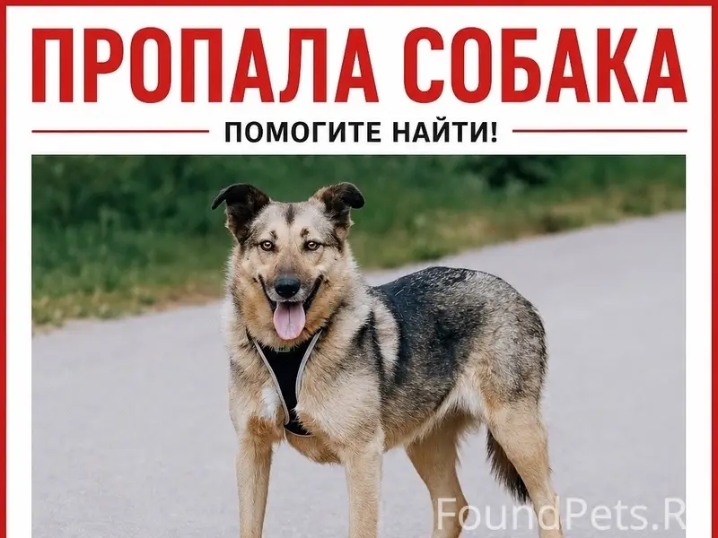 Пропала собака