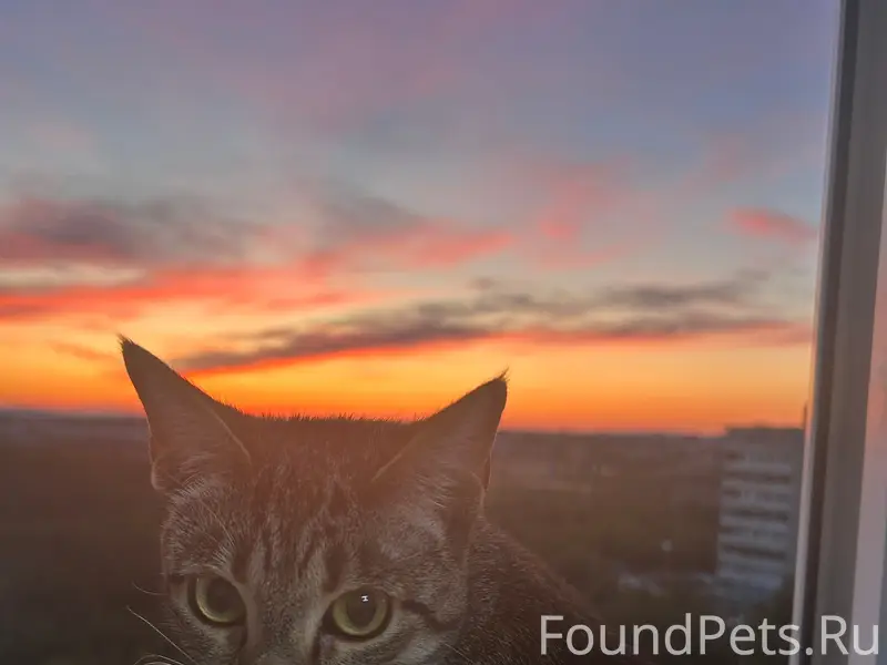 Пропала кошка,