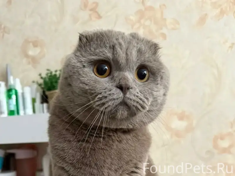 Пропал кот Тимофей, квартал 3А