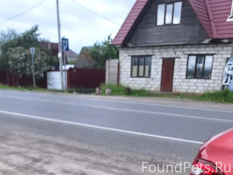 Пропала овчарка, между Чайковичами и СДТ Рассвет