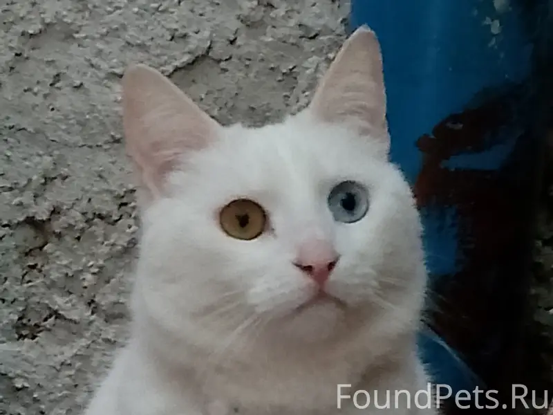 Пропала кошка, Евпатория