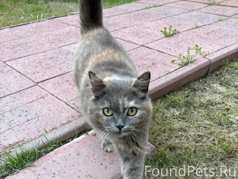 Найдена кошка, Затверечье