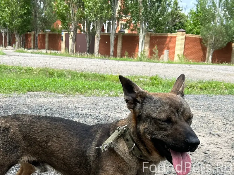 Найден пёс, Новоомский