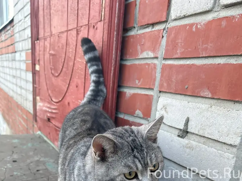 Пропал кот, Приисковая, Морчаны, Экспедиция