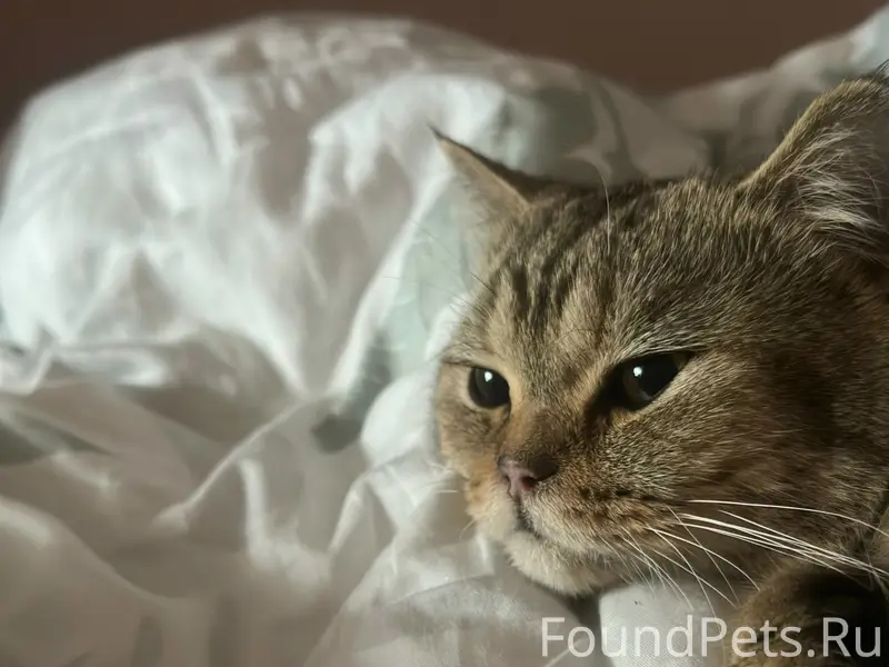 Найден кот, Пятигорск, ул. Юлиуса Фучика
