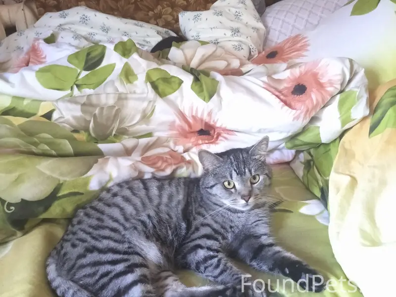 Пропал кот