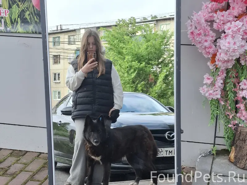 Пропала русско-европейская лайка Чара