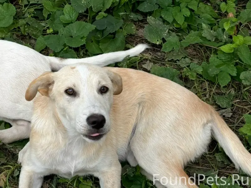 Пропала собака, светло рыжая, ул. Маршала Жукова