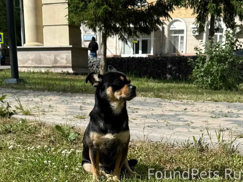 Найден пёс, парк Химик