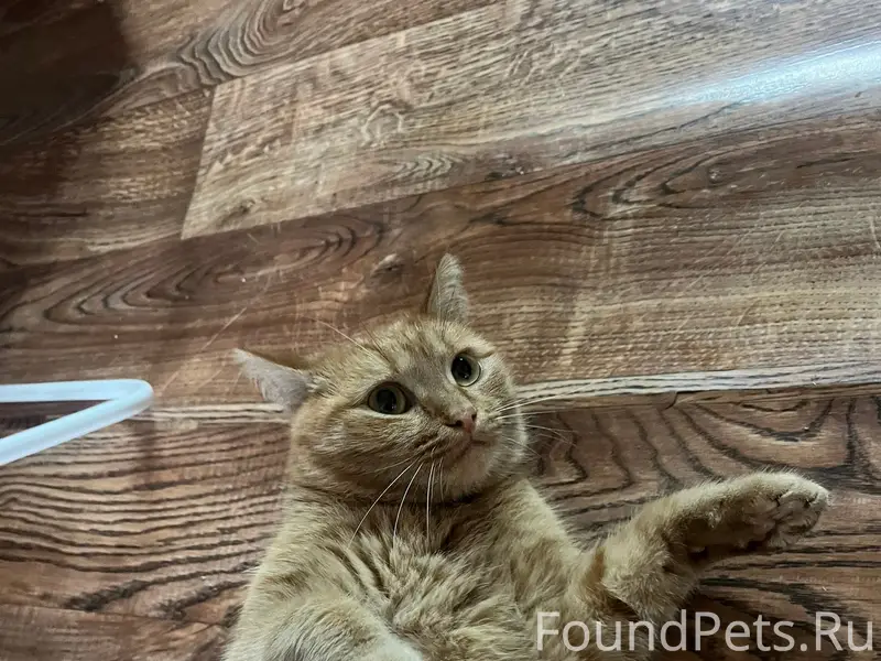 Пропала кошка, район Каяса