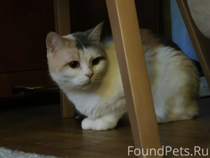 Пропала кошка