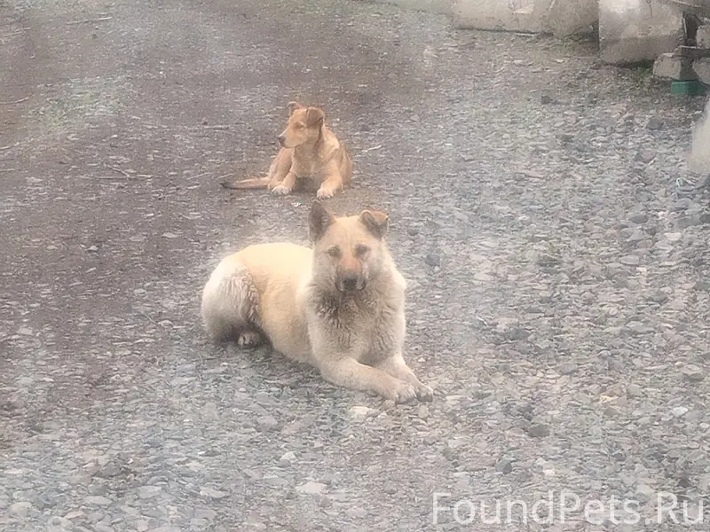 Пропал пёс, Южный
