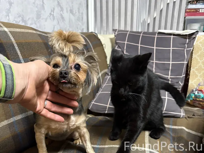 Найден кот, Леншоссе 27