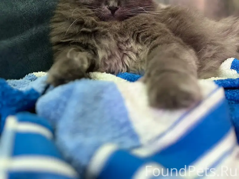 Пропал кот, район восточной проходной Красного Котельщика