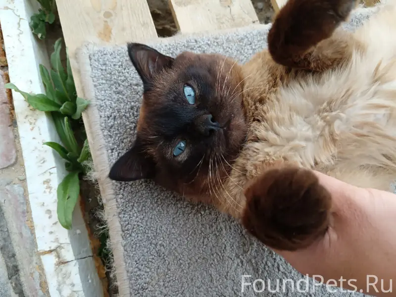 Найден тайский кот, без клички