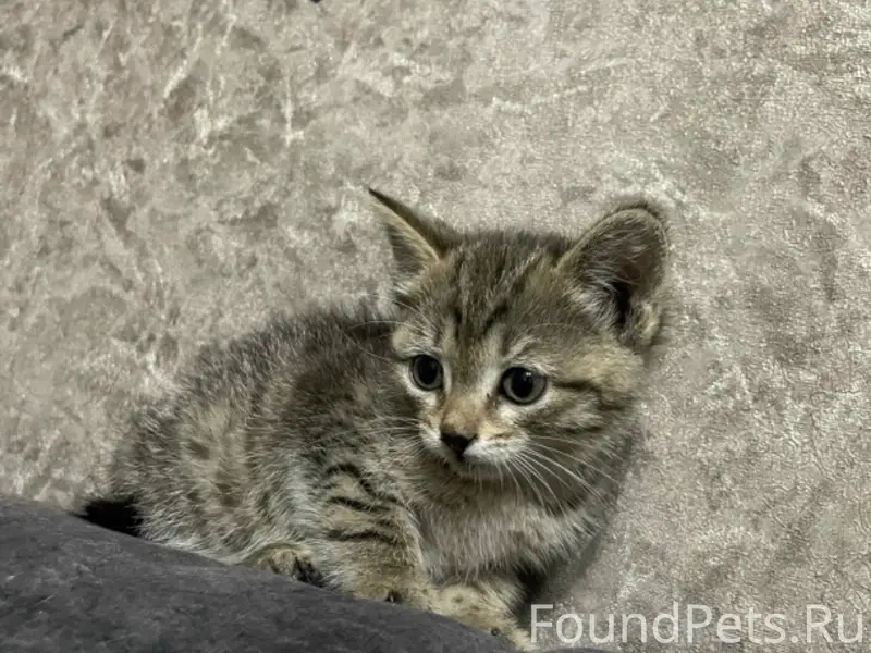 Найдена кошка, Вокзальная
