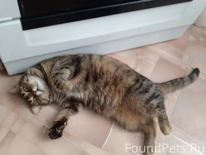Пропала кошка, хромает, Неженское шоссе 12