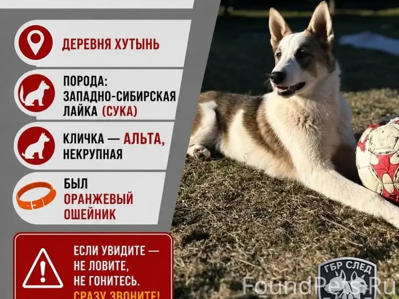 Пропала Западно-Сибирская Лайка Альта, деревня Хутынь