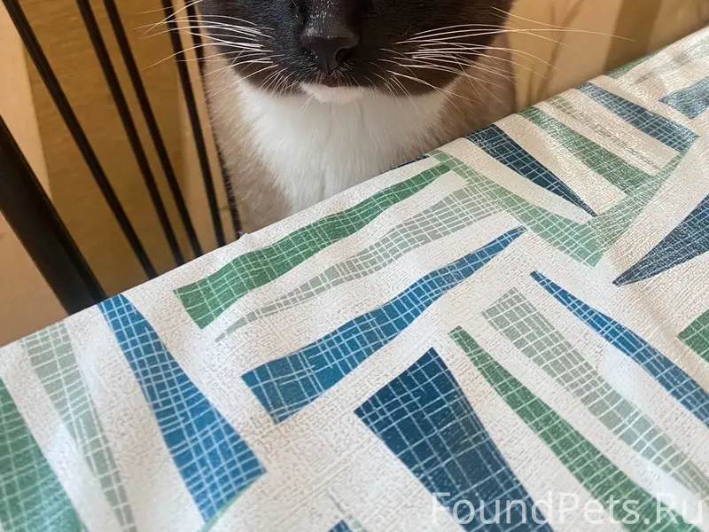Пропал сиамский кот Костян, Высоковск