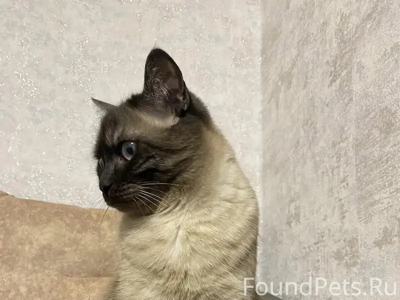 Пропал кот, район улиц Восточной и Ленина