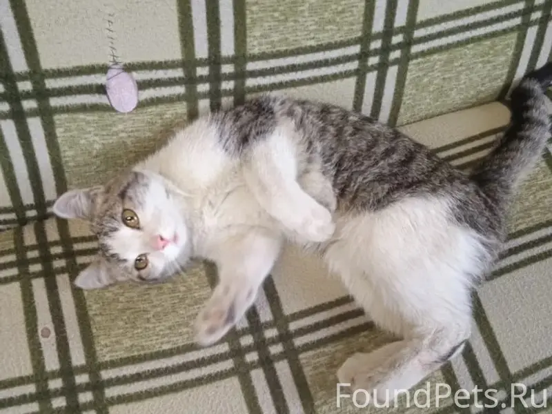 Найден котёнок, пер. Болотном, 5