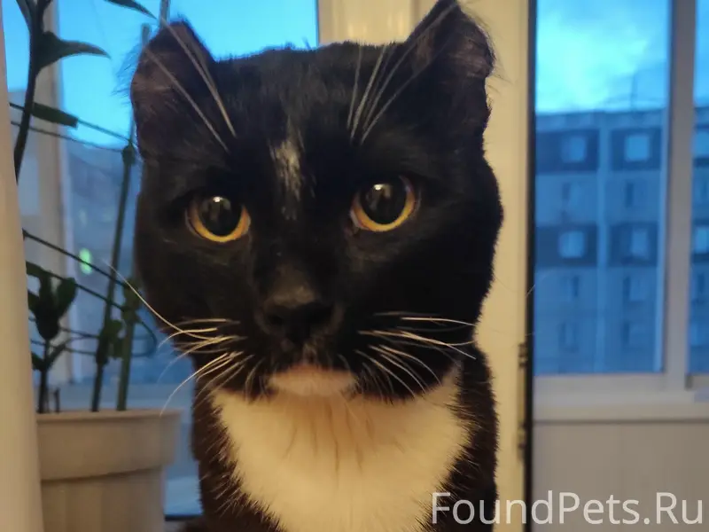 Найден кот, Ленинский район
