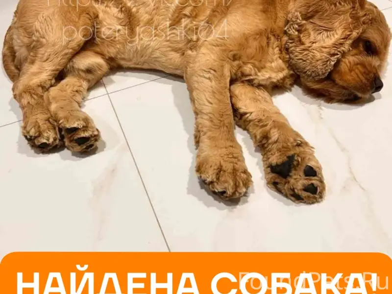 Найден пёс, район 7 гимназии, Саратов
