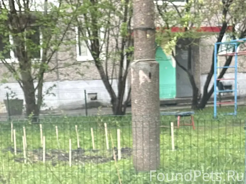 Найден пёс, Мурманск