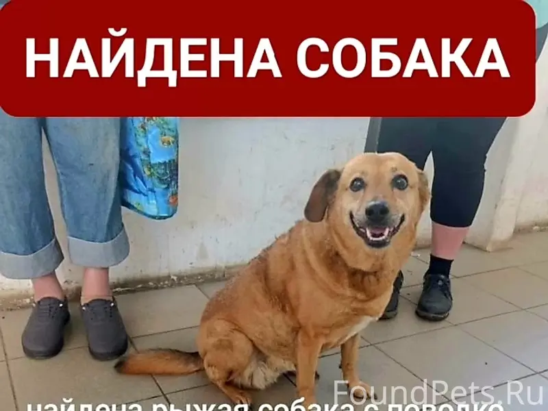 Найден а беспородная собака, станция Стахановская