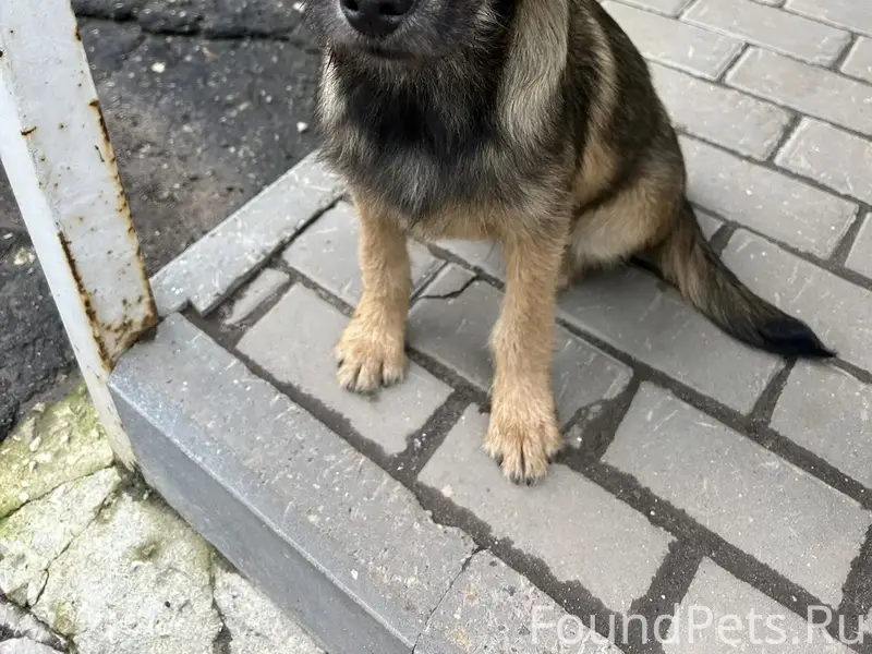 Пропал щенок, П. Мирный