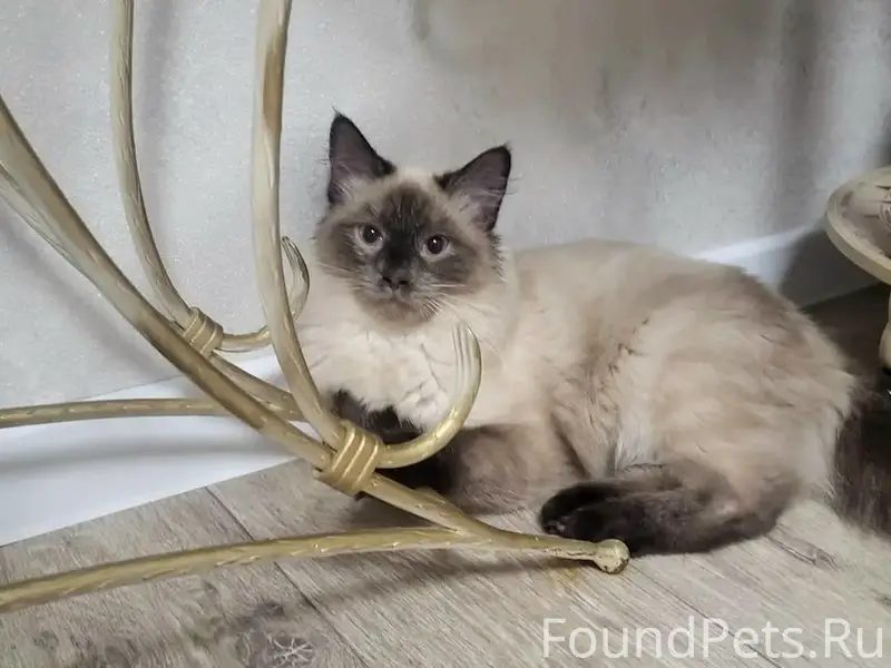 Пропал кот Рублик