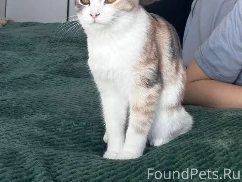 Пропала трехцветная кошка Пицца, Аргаяш