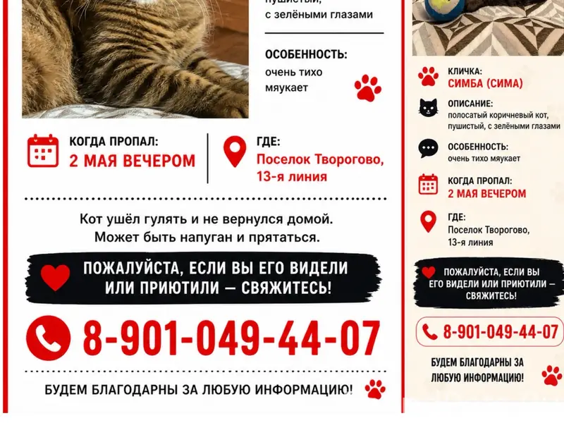 Пропал кот Симба (Сима), поселок Творогово