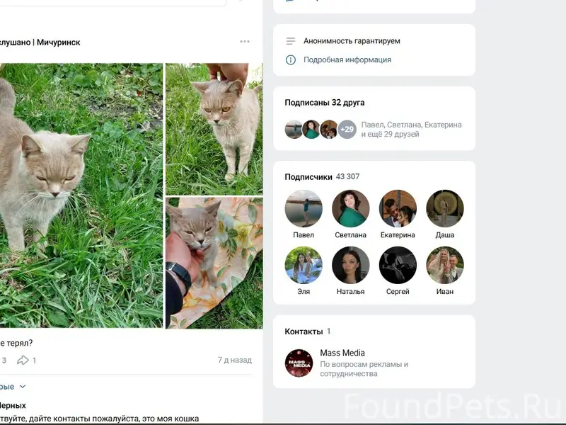 Пропала кошка,